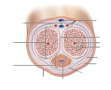 ligaments péniens